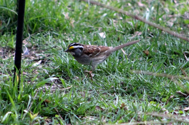 whitesparrow