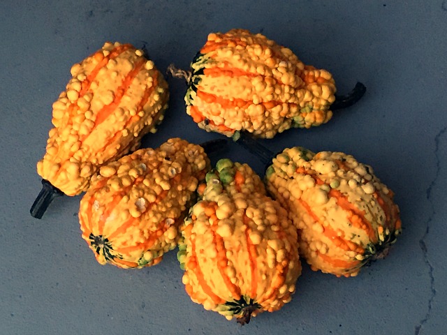gourds9-15